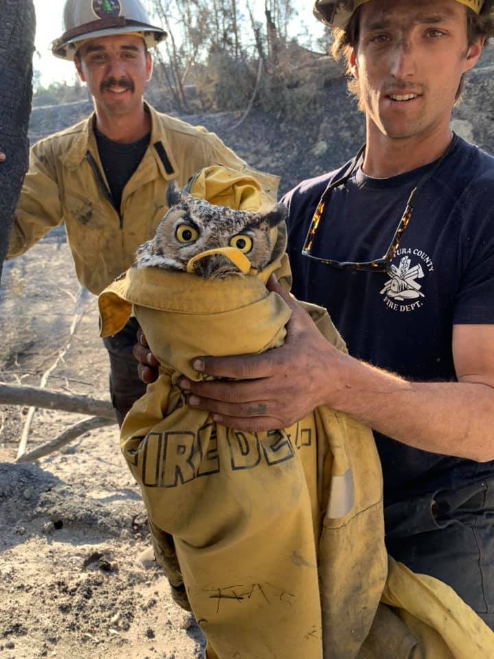 VC Firefighters hold owl rescued from Maria fire