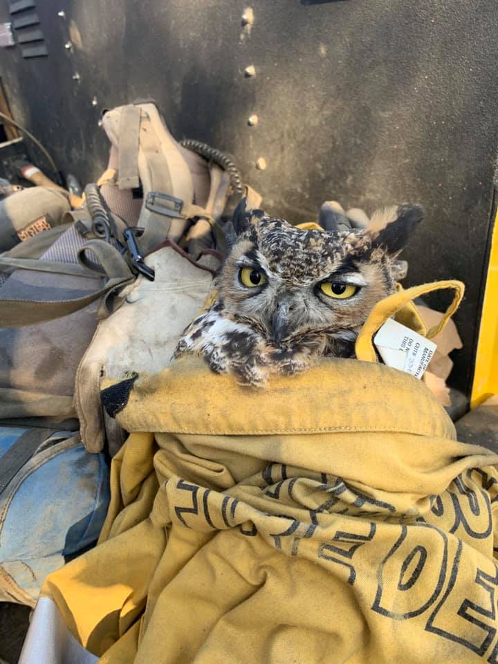 Ventura County Fire Department Owl Rescue - wrapped in fire jacket