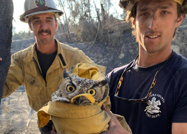 Ventura County FD Owl Rescue