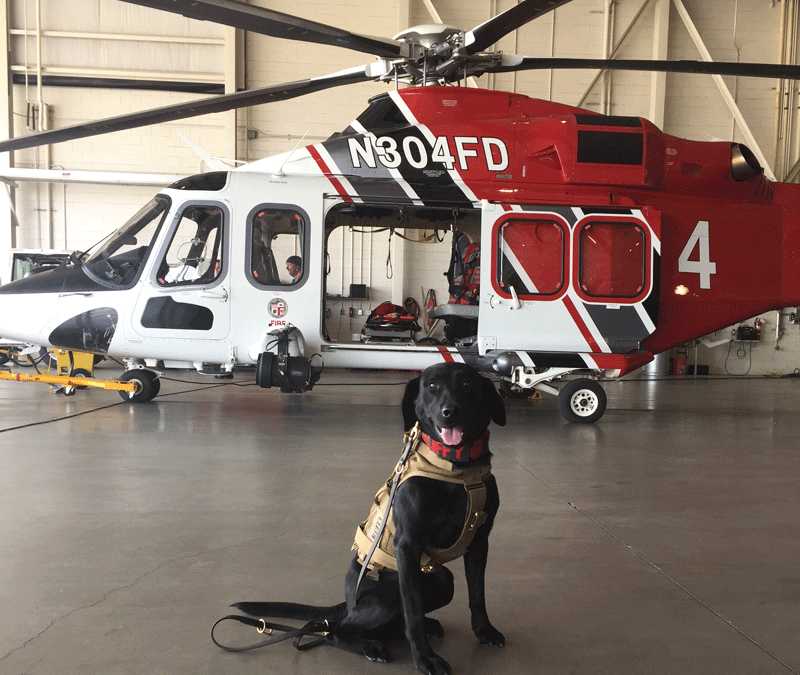 Ruffy at the Ready: Meet a New Canine Search Team