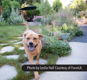 FormLA Fire-wise garden with Sara the dog