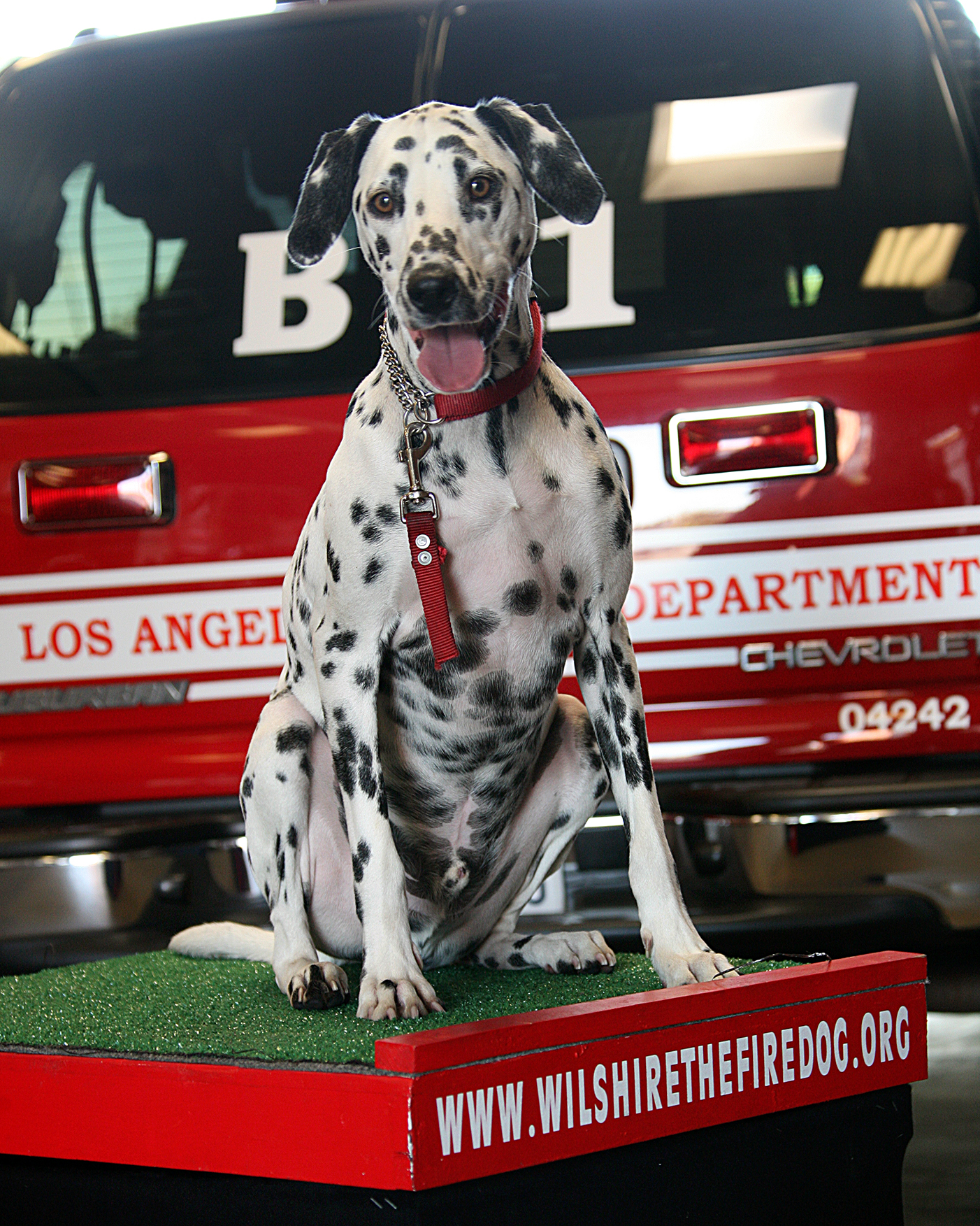 "Will" - Wilshire the Fire Dog