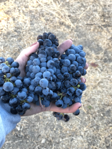 Stilson Cellars grape harvest